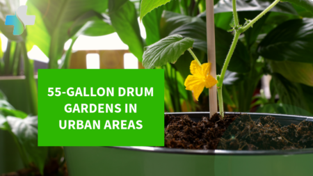 implementing 55-Gallon Drum Gardens in Urban Areas