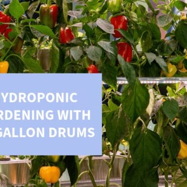 7 Creative Ways to Use 55-Gallon Drums as Outdoor Planters