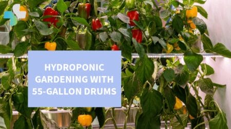 hydroponic gardening with 55-gallon drums